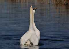 Swans in love 1