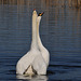 Swans in love 1