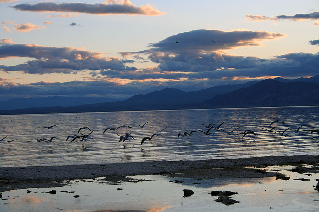 Salton Sea Sunset (4006)