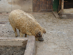 20070408 0101DSCw [D~HF] Ungarisches Wollschwein, [Mangalica-Schwein] Herford