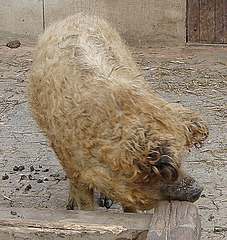 20070408 0100DSCw [D~HF] Ungarisches Wollschwein, [Mangalica-Schwein] Herford