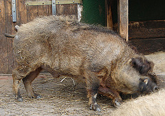 20070408 0099DSCw [D~HF] Ungarisches Wollschwein, [Mangalica-Schwein] Herford