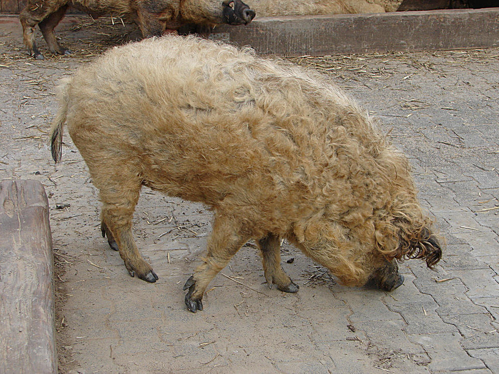 20070408 0098DSCw [D~HF] Ungarisches Wollschwein, [Mangalica-Schwein] Herford