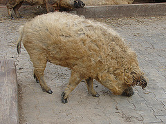 20070408 0098DSCw [D~HF] Ungarisches Wollschwein, [Mangalica-Schwein] Herford