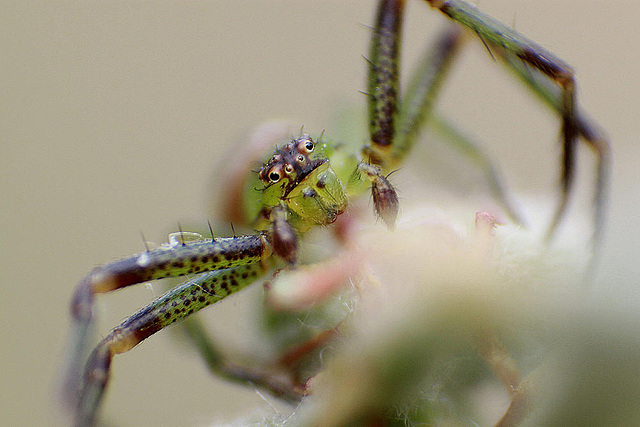 20100422 2332ARw [D-LIP] Krabbenspinne {Grüne-} (Diaea dorsata), Bad Salzuflen