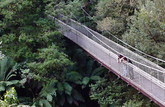 return to Tarra Bulga