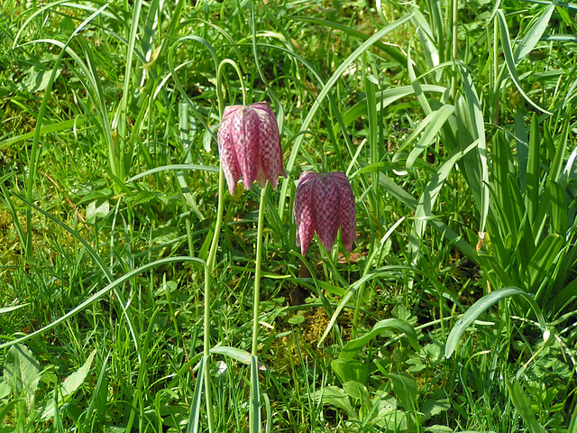 Dartington College Garten