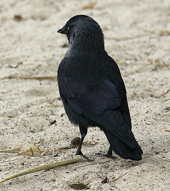 20090910 0524Aw [D~MS] Dohle (Corvus monedula), Zoo, Münster