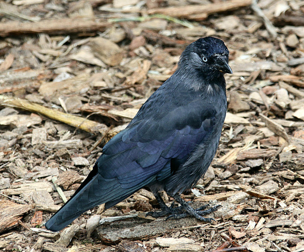 20090910 0526Aw [D~MS] Dohle (Corvus monedula), Zoo, Münster