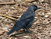 20090910 0527Aw [D~MS] Dohle (Corvus monedula), Zoo, Münster