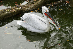 20090910 0549Aw [D~MS] Krauskopfpelikan, Zoo, Münster