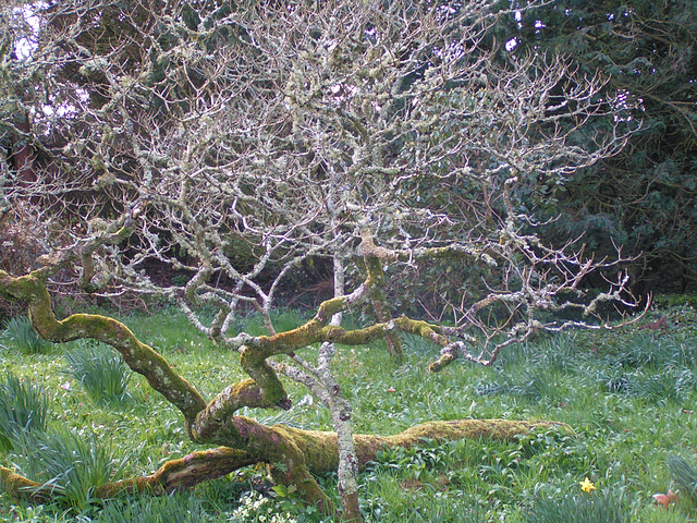 Dartington College Garten