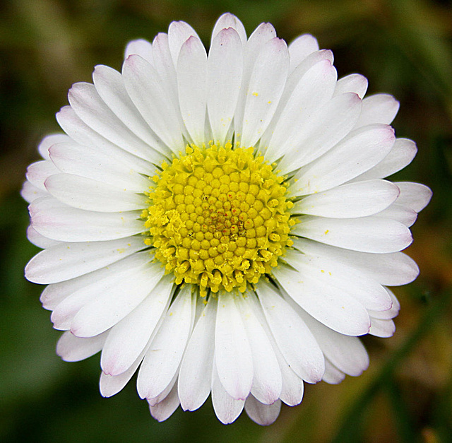 20100326 1795Aw [D~LIP] Gänseblümchen (Bellis perennis), Bad Salzuflen