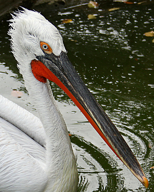 20090910 0549Aw [D~MS] Krauskopfpelikan, Zoo, Münster