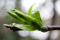 20100326 1803Ww [D~LIP] Pfaffenhütchen (Euonymus 'Red Cascade'), Knospe, Bad Salzuflen