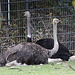 20090910 0550Aw [D~MS] Strauß (Struthio camelus), Zoo, Münster