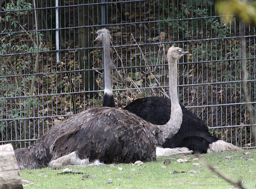 20090910 0550Aw [D~MS] Strauß (Struthio camelus), Zoo, Münster