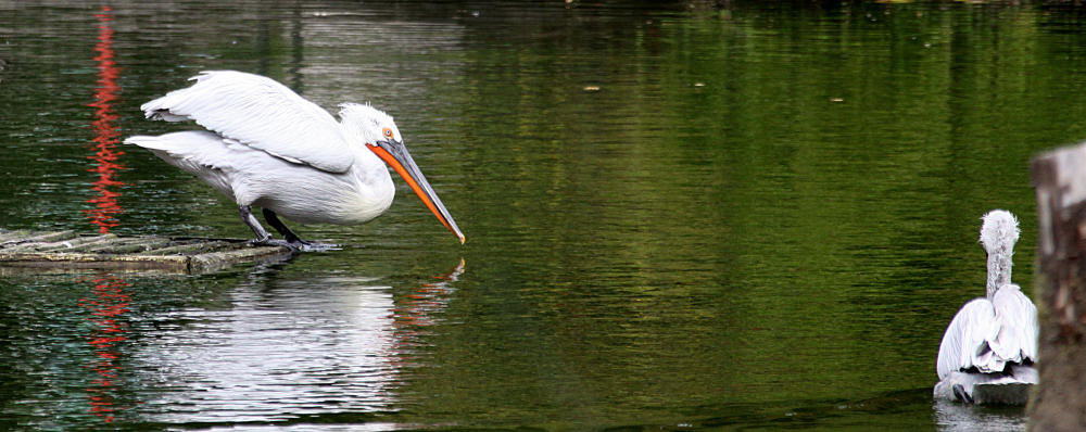 20090910 0551Aw [D~MS] Krauskopf-Pelikan (Pelecanus crispus), Zoo, Münster