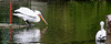 20090910 0551Aw [D~MS] Krauskopf-Pelikan (Pelecanus crispus), Zoo, Münster