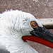20090910 0569Aw [D~MS] Krauskopfpelikan, Zoo, Münster