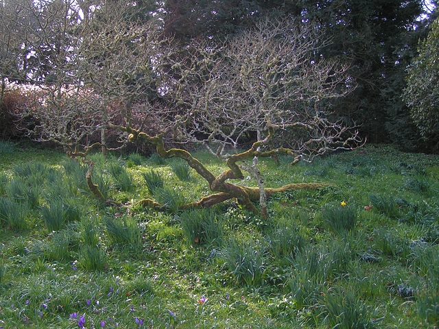 Dartington College Garten