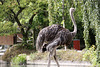 20090910 0570Aw [D~MS] Strauß (Struthio camelus), Zoo, münster