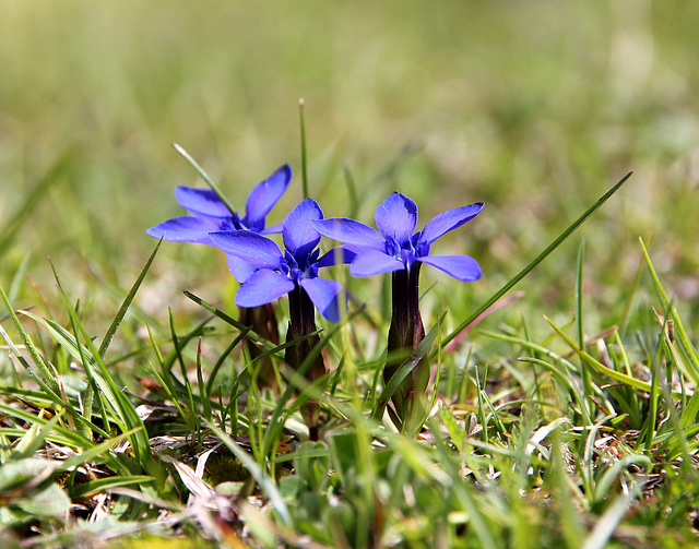 kleiner Frühlingsenzian