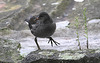 20090910 0606Aw [D~MS] Teichhuhn (Gallinula chloropus), Zoo, Münster