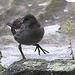 20090910 0606Aw [D~MS] Teichhuhn (Gallinula chloropus), Zoo, Münster