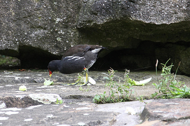 20090910 0608Aw [D~MS] Teichhuhn (Gallinula chloropus), Zoo, Münster