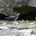 20090910 0608Aw [D~MS] Teichhuhn (Gallinula chloropus), Zoo, Münster