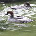20090910 0621Aw [D~MS] Zwergsäger (Mergellus albellus), Zoo, Münster