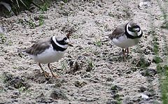 20090910 0620Aw [D~MS] Sandregenpfeifer (Charadrius hiaticula), Zoo Münster