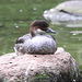 20090910 0617Aw [D~MS] Zwergsäger (Mergellus albellus), Zoo, Münster