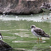 20090910 0622Aw [D~MS] Kampfläufer (Philomachus pugnax), Zoo Münster