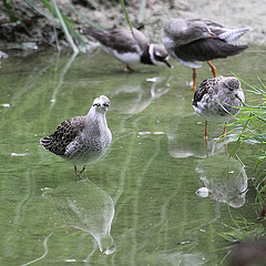 20090910 0624Aw [D~MS] Kampfläufer (Philomachus pugnax), Sandregenpfeifer (Charadrius hiaticula), Zoo, Münster