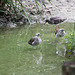 20090910 0626Aw [D~MS] Kampfläufer (Philomachus pugnax), Rotschenkel (Tringa totanus), Zoo Münster