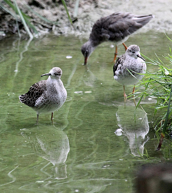 20090910 0625Aw [D~MS] Kampfläufer (Ühilomachus pugnax),  Rotschenkel (Tringa totanus), Zoo Münster