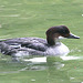20090910 0627Aw [D~MS] Zwergsäger (Mergellus albellus) [w], Zoo, Münster