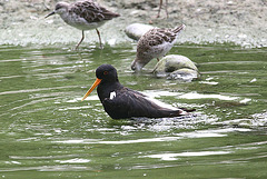 20090910 0628Aw [D~MS] Austernfischer (Haematopus ostralegus), Kampfläufer (Philomachus pugnax), Zoo Münster