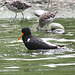20090910 0628Aw [D~MS] Austernfischer (Haematopus ostralegus), Kampfläufer (Philomachus pugnax), Zoo Münster
