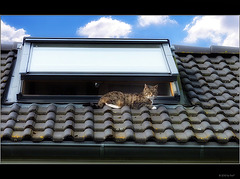 sweet cat on the roof