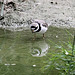 20090910 0623Aw [D~MS] Sandregenpfeifer  (Charadrius hiaticula), Zoo Münster