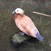 20090910 0633Aw [D~MS] Rostgans (Tadorna ferruginea), Zoo, Münster