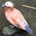 20090910 0634Aw [D~MS] Rostgans (Tadorna ferruginea), Zoo, Münster
