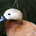 20090910 0635Aw [D~MS] Rostgans (Tadorna ferruginea), Zoo, Münster