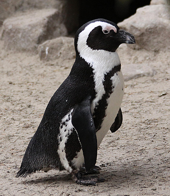 20090910 0638Aw [D~MS] Humboldtpinguin (Spheniscus humboldti), Zoo, Münster