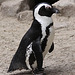 20090910 0638Aw [D~MS] Humboldtpinguin (Spheniscus humboldti), Zoo, Münster