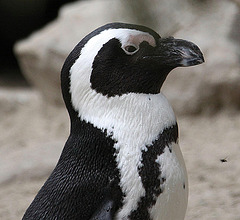 20090910 0639Aw [D~MS] Brillenpinguin (Spheniscus demersus), Zoo, Münster