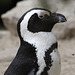20090910 0639Aw [D~MS] Humboldtpinguin (Spheniscus humboldti), Zoo, Münster